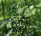 Poa nemoralis