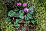 Cyclamen coum