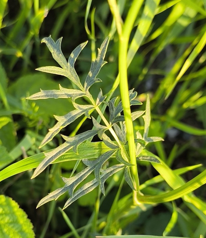 Изображение особи Pimpinella saxifraga.