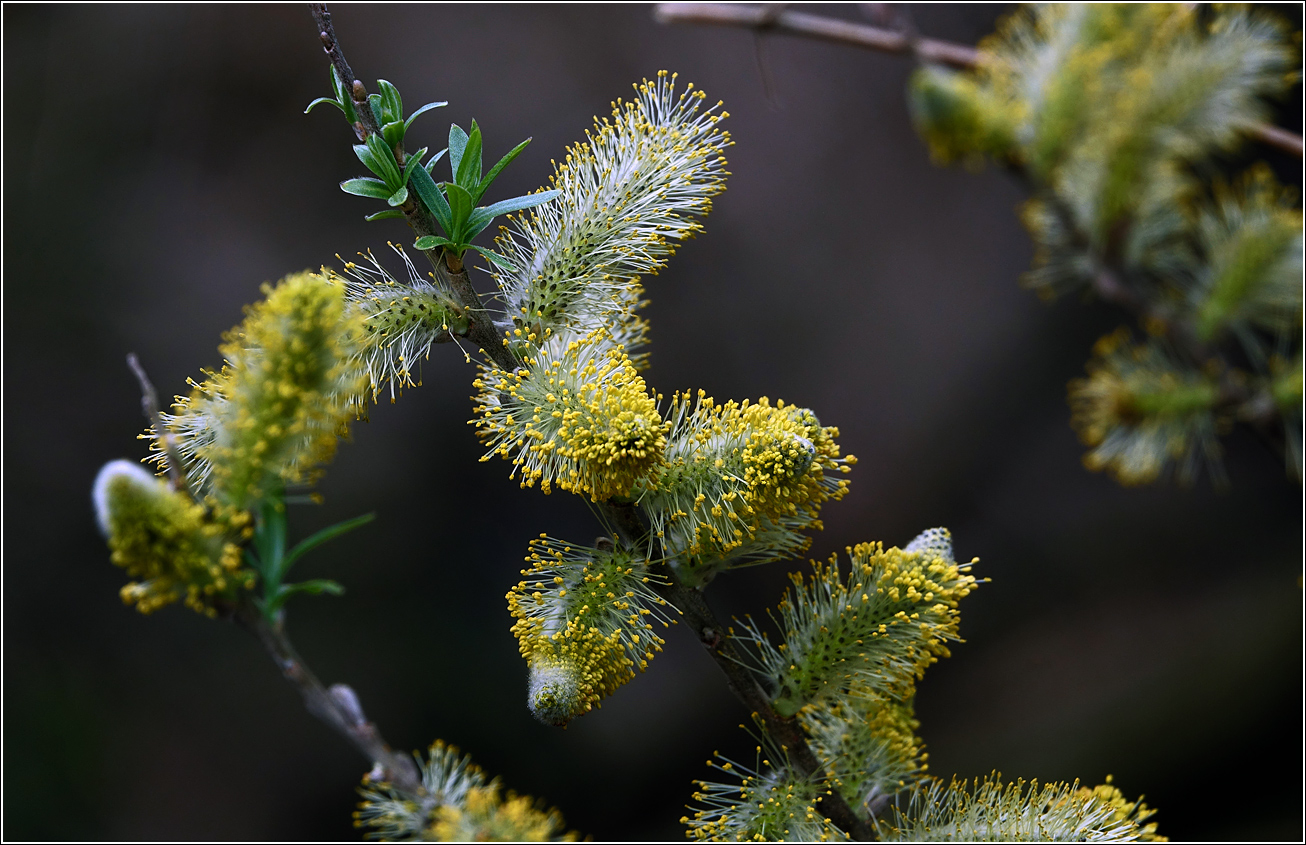 Image of genus Salix specimen.