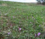 Colchicum arenarium