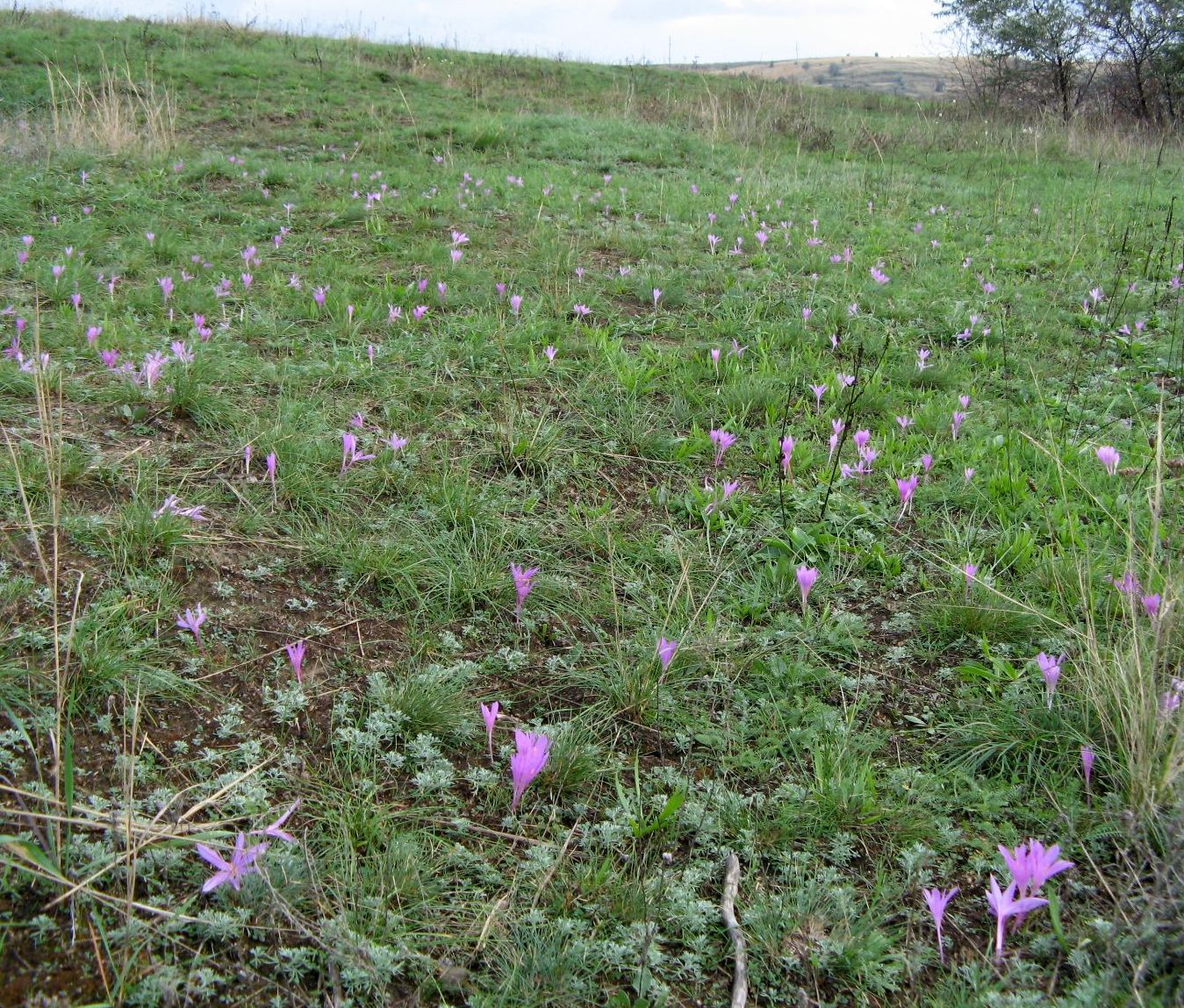 Image of Colchicum arenarium specimen.