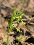 Mercurialis perennis