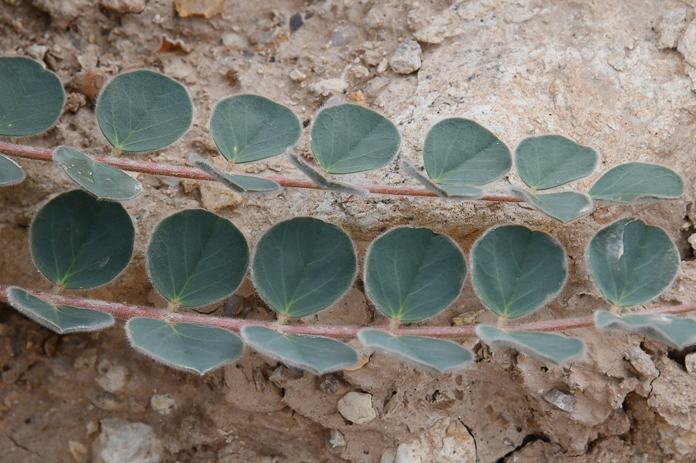 Image of genus Astragalus specimen.