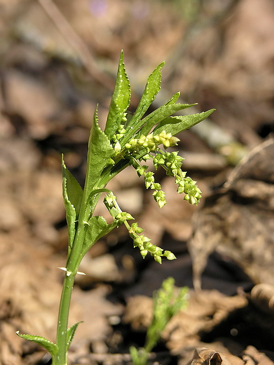 Изображение особи Mercurialis perennis.