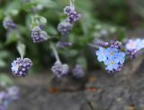 genus Myosotis