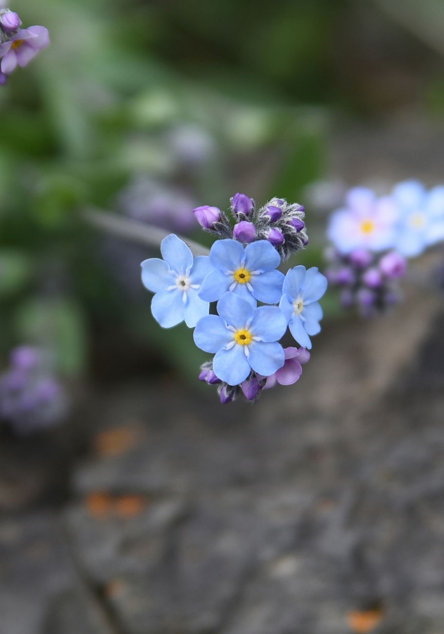 Изображение особи род Myosotis.
