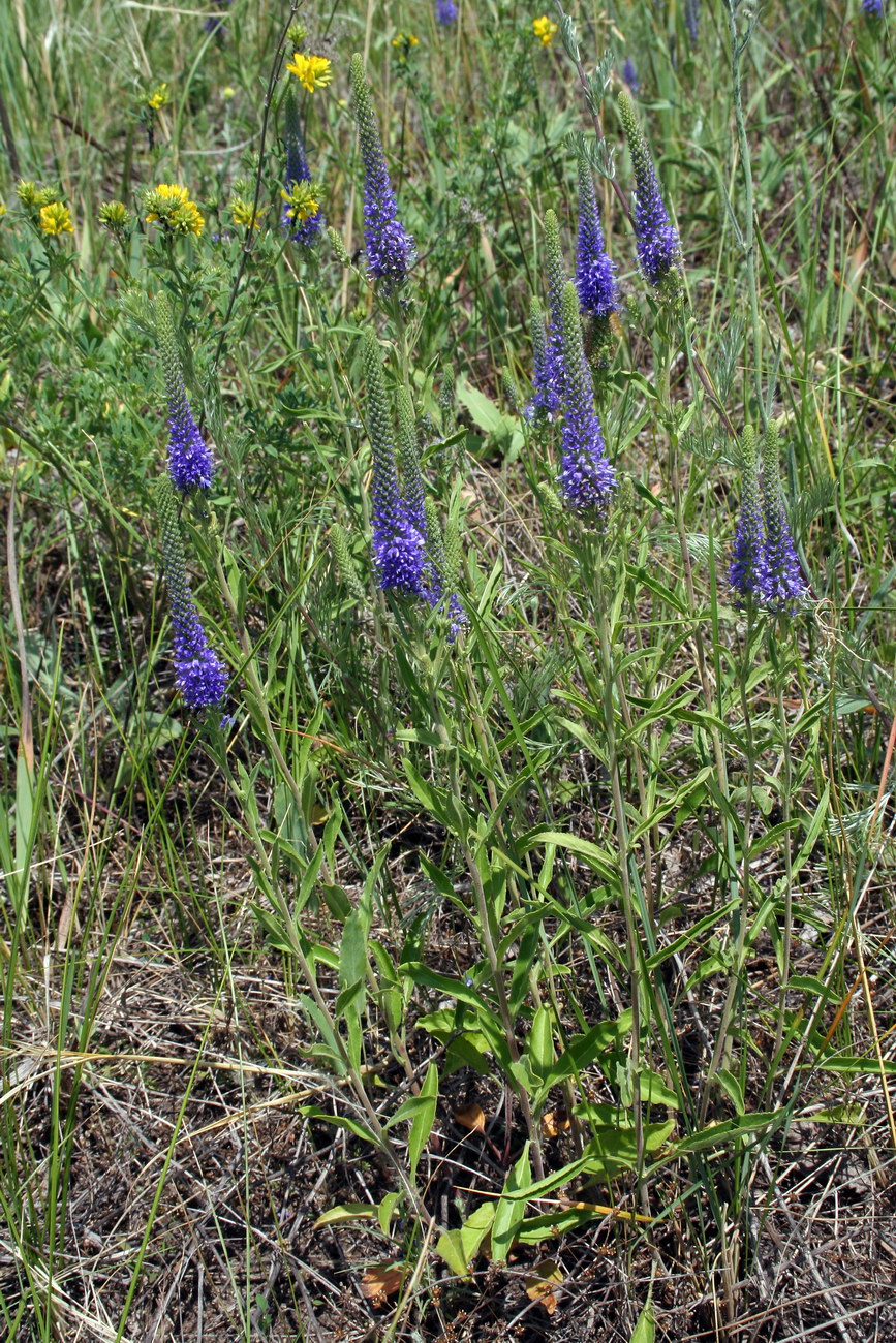 Image of Veronica spicata specimen.