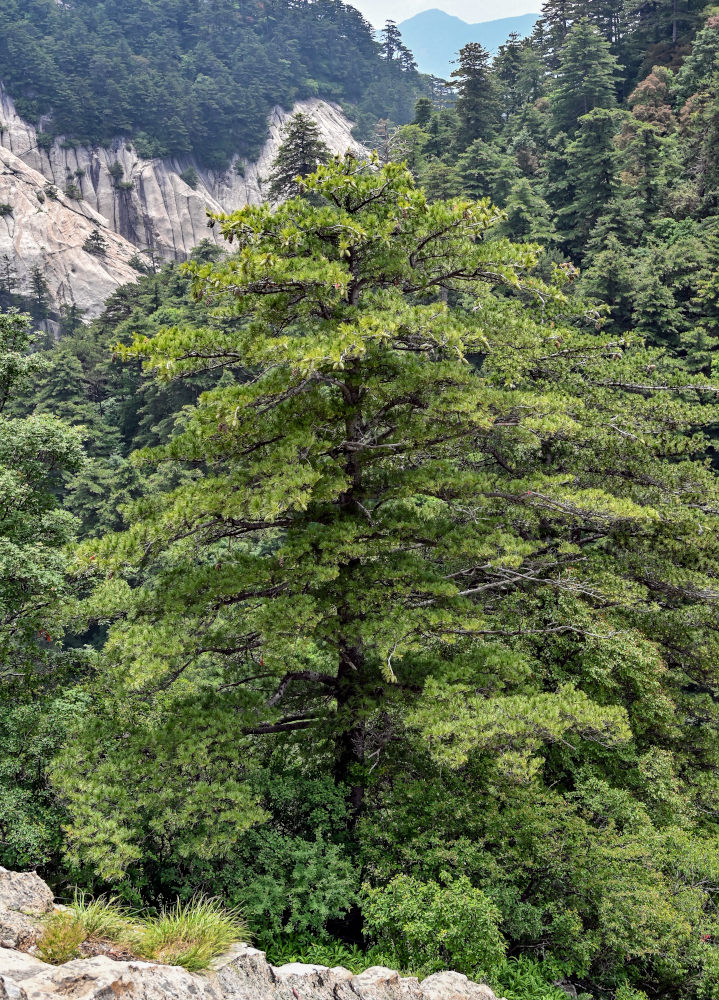 Image of Pinus armandii specimen.