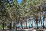 Pinus sylvestris. Взрослые деревья. Калининградская обл., Зеленоградский р-н, окр. пос. Куликово, окраина песчаного пляжа. 01.07.2025.