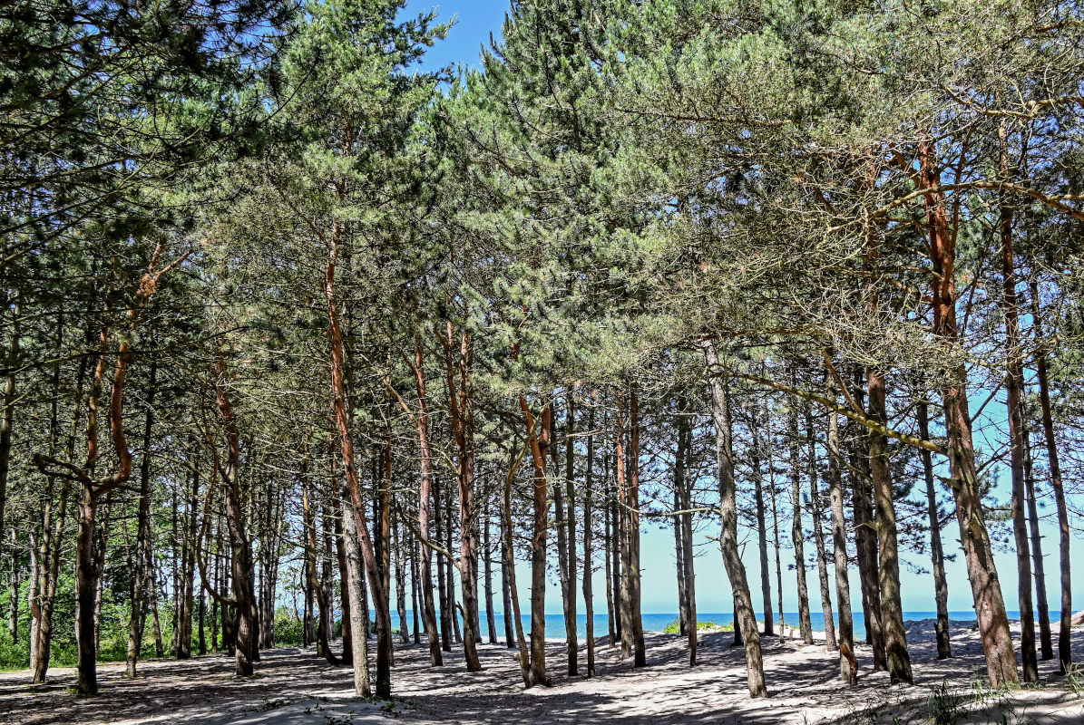 Image of Pinus sylvestris specimen.