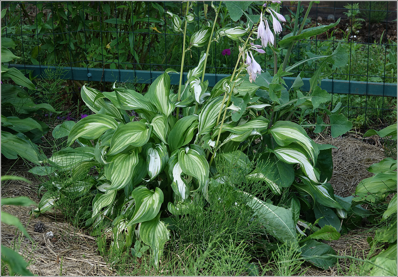 Изображение особи род Hosta.