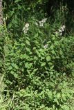 genus Spiraea. Цветущее растение. Санкт-Петербург, Старый Петергоф рядом с ж.-д. платформой \"Университетская\", опушка мелколиственного леса на обочине подъездной дороги. 27.07.2025.