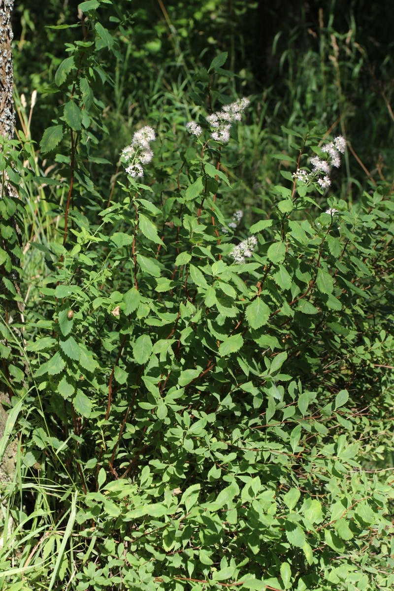 Изображение особи Spiraea latifolia.