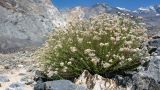 genus Anaphalis. Плодоносящее растение. Таджикистан, Горно-Бадахшанская автономная обл., Рушанский р-н, хр. Музкол, Сарезское оз., Усойский завал, скопление мелкозёма среди крупноглыбового обломочного материала. 5 июля 2025 г.