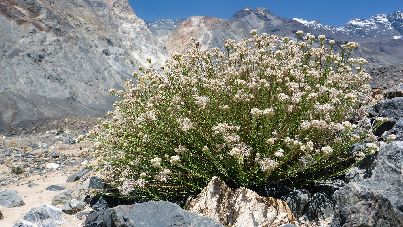 Image of genus Anaphalis specimen.