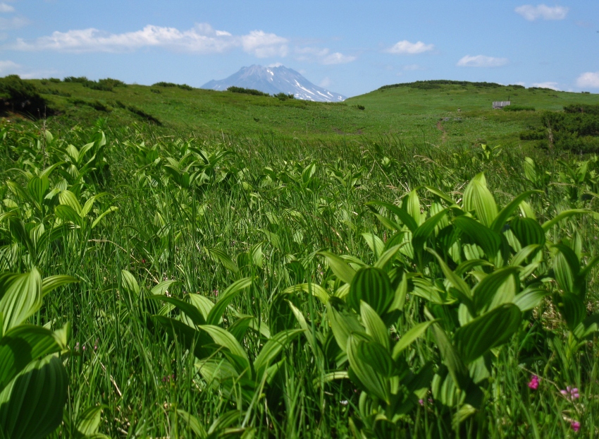 Изображение особи Veratrum oxysepalum.