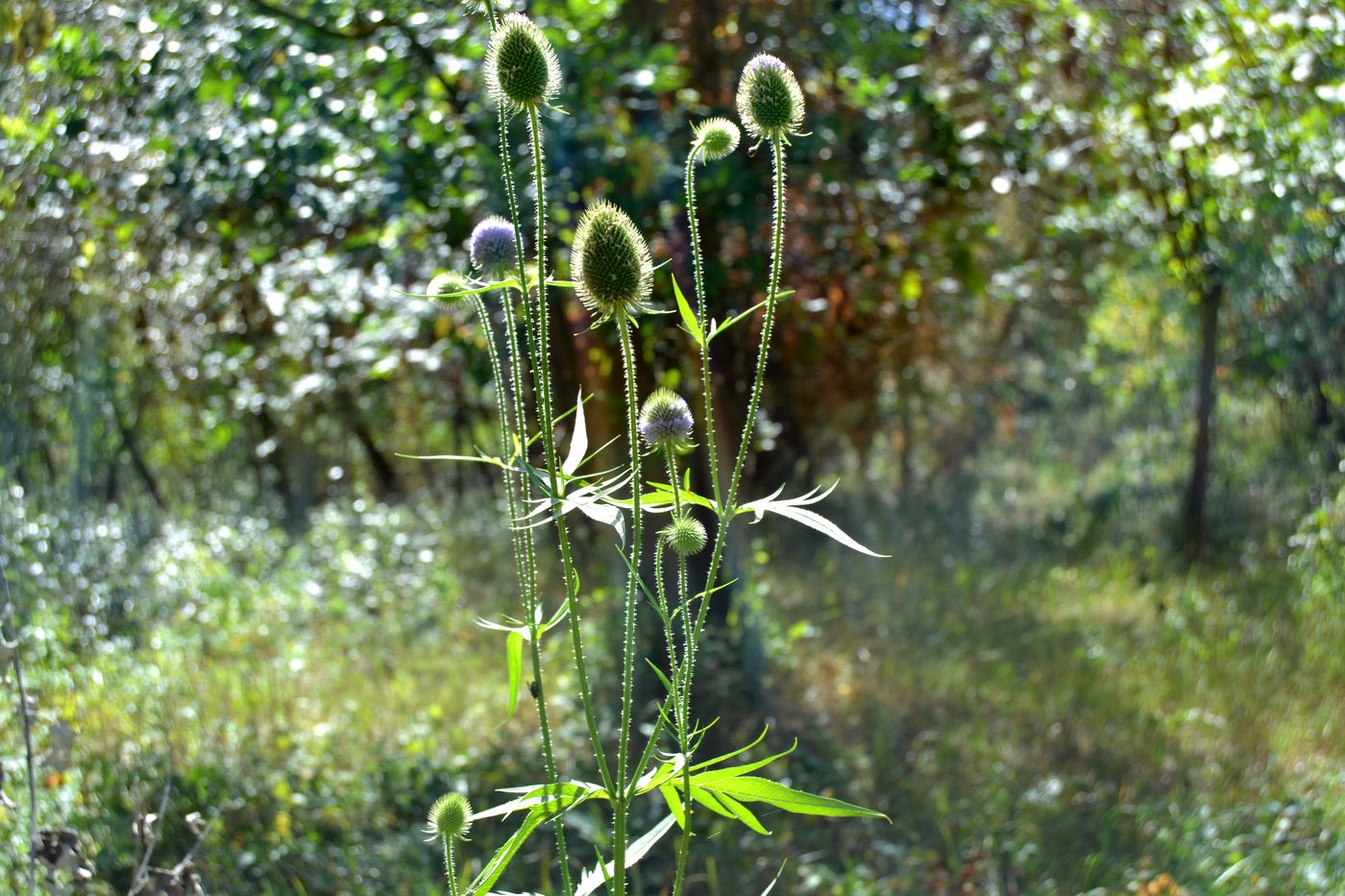 Image of Dipsacus gmelinii specimen.