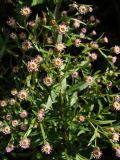 Erigeron acris. Побеги с соцветиями. Хабаровский край, окр. г. Комсомольск-на-Амуре, обочина грунтовой дороги. 12.08.2025.