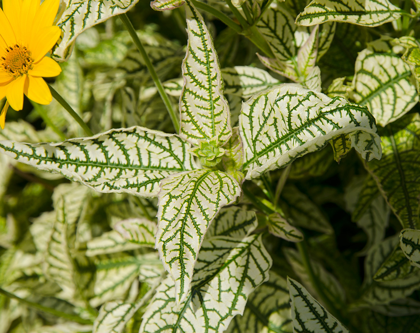 Изображение особи Heliopsis helianthoides.