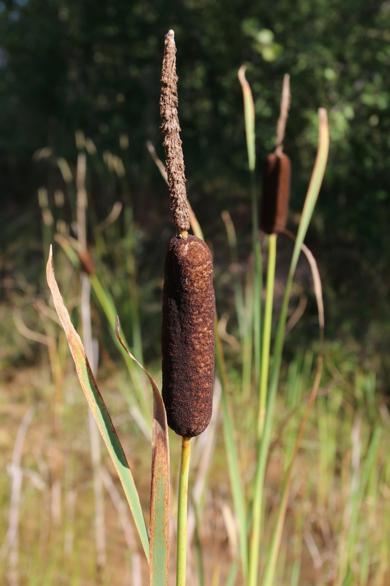 Image of Typha × glauca specimen.