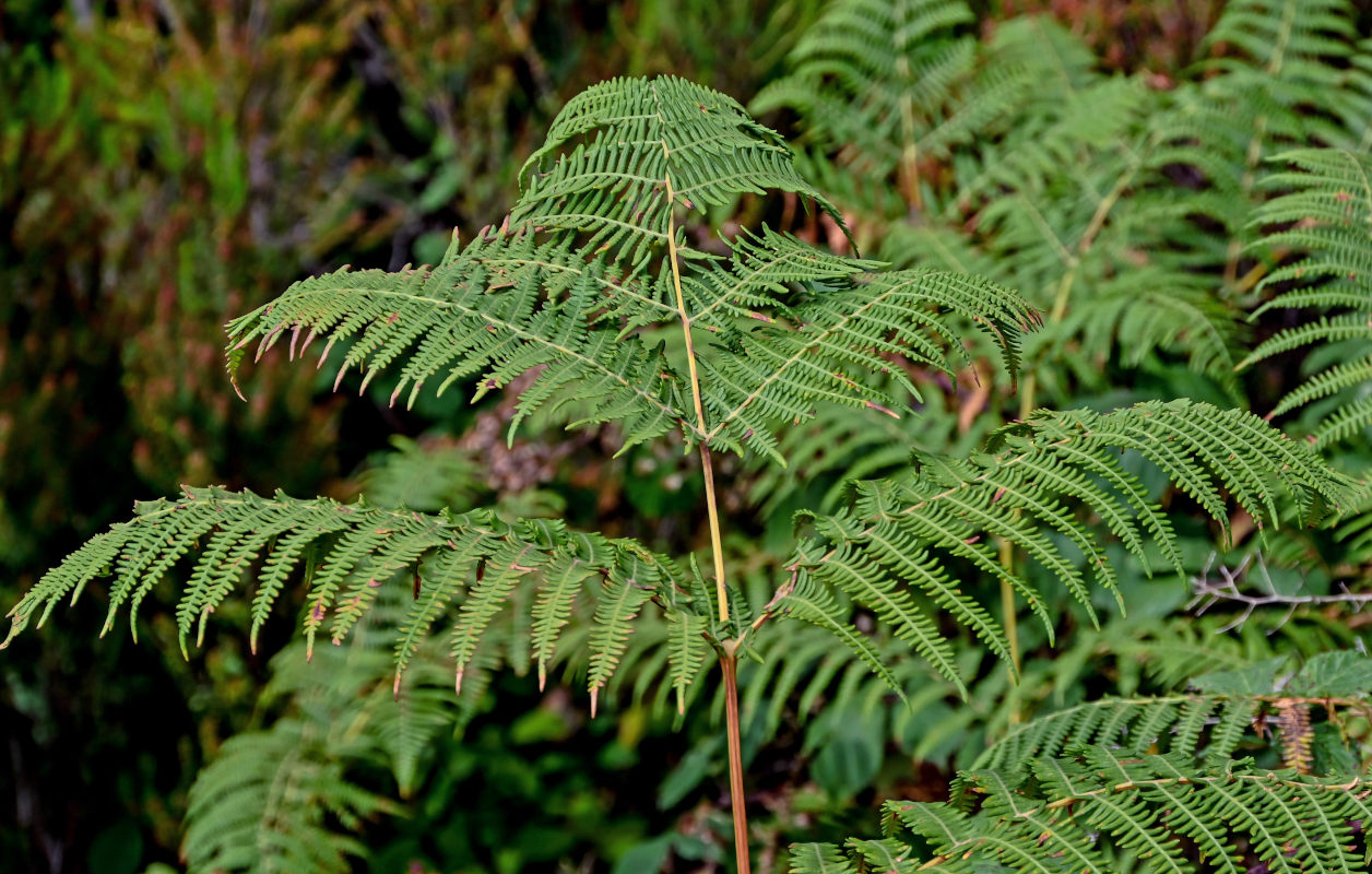 Изображение особи Pteridium aquilinum.