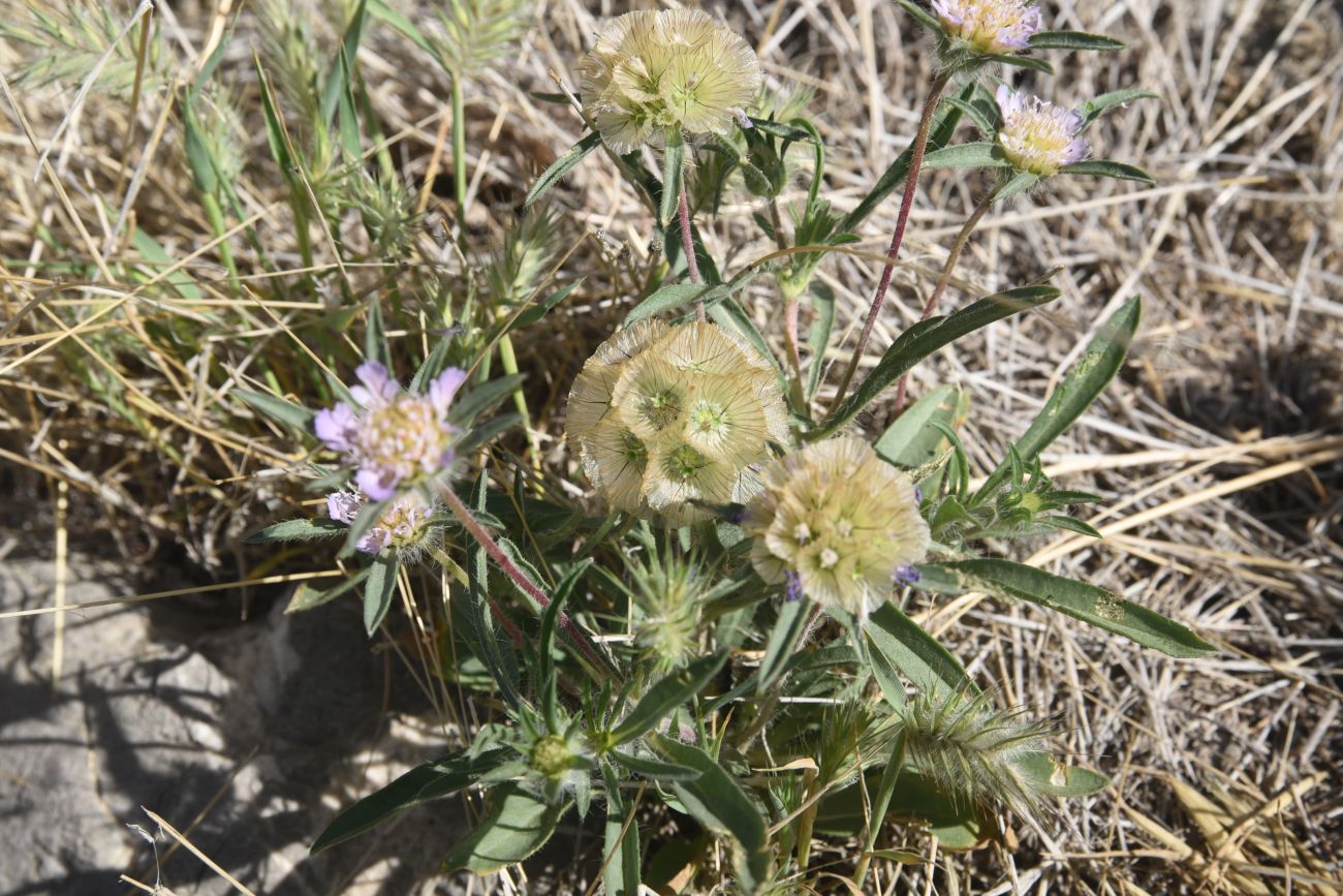 Изображение особи семейство Dipsacaceae.