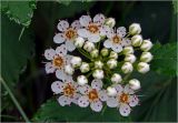 Physocarpus opulifolius. Соцветие с бутонами и цветками. Московская обл., Раменский р-н, окр. дер. Хрипань, садовый участок. 08.06.2025.
