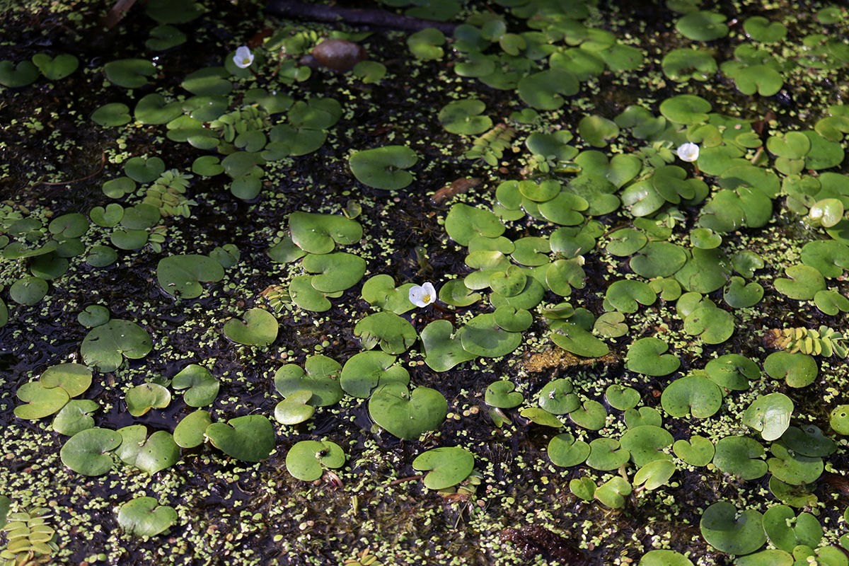 Image of Hydrocharis morsus-ranae specimen.