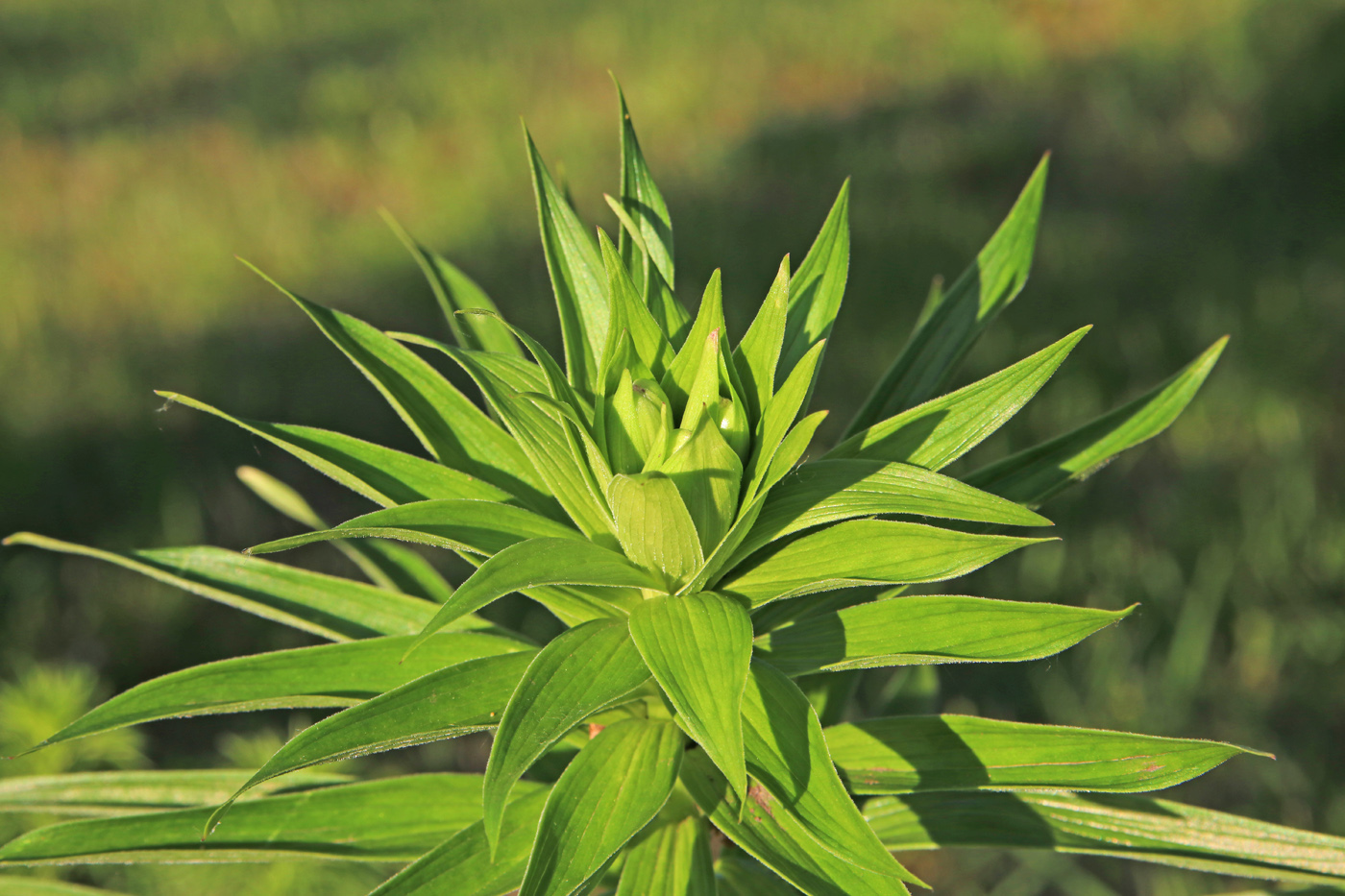 Image of Lilium monadelphum specimen.