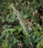 Holcus lanatus. Соцветие. Абхазия, Гагрский р-н, с. Лдзаа, пустырь. 09.06.2025.