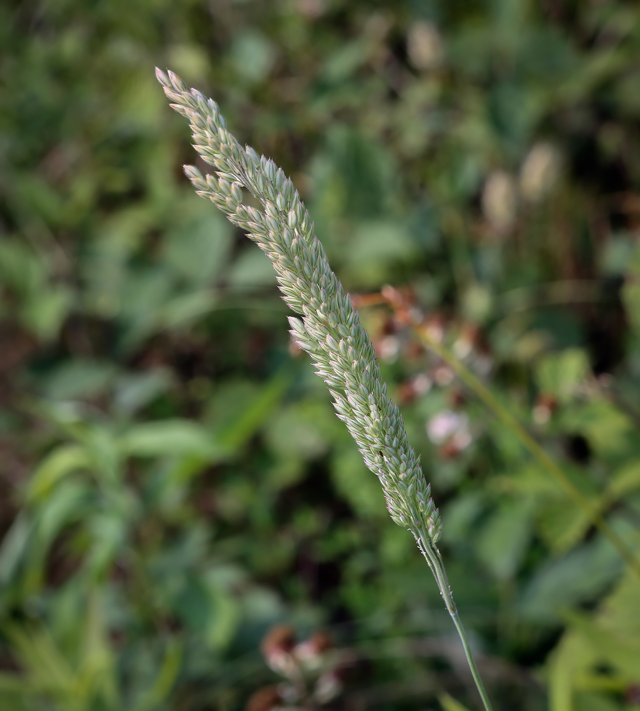 Изображение особи Holcus lanatus.