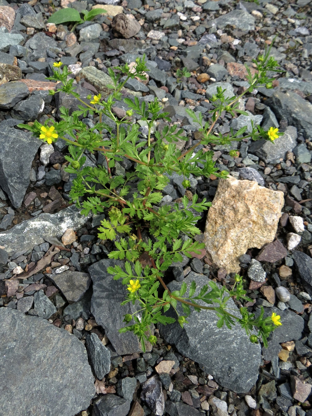 Изображение особи Potentilla supina.