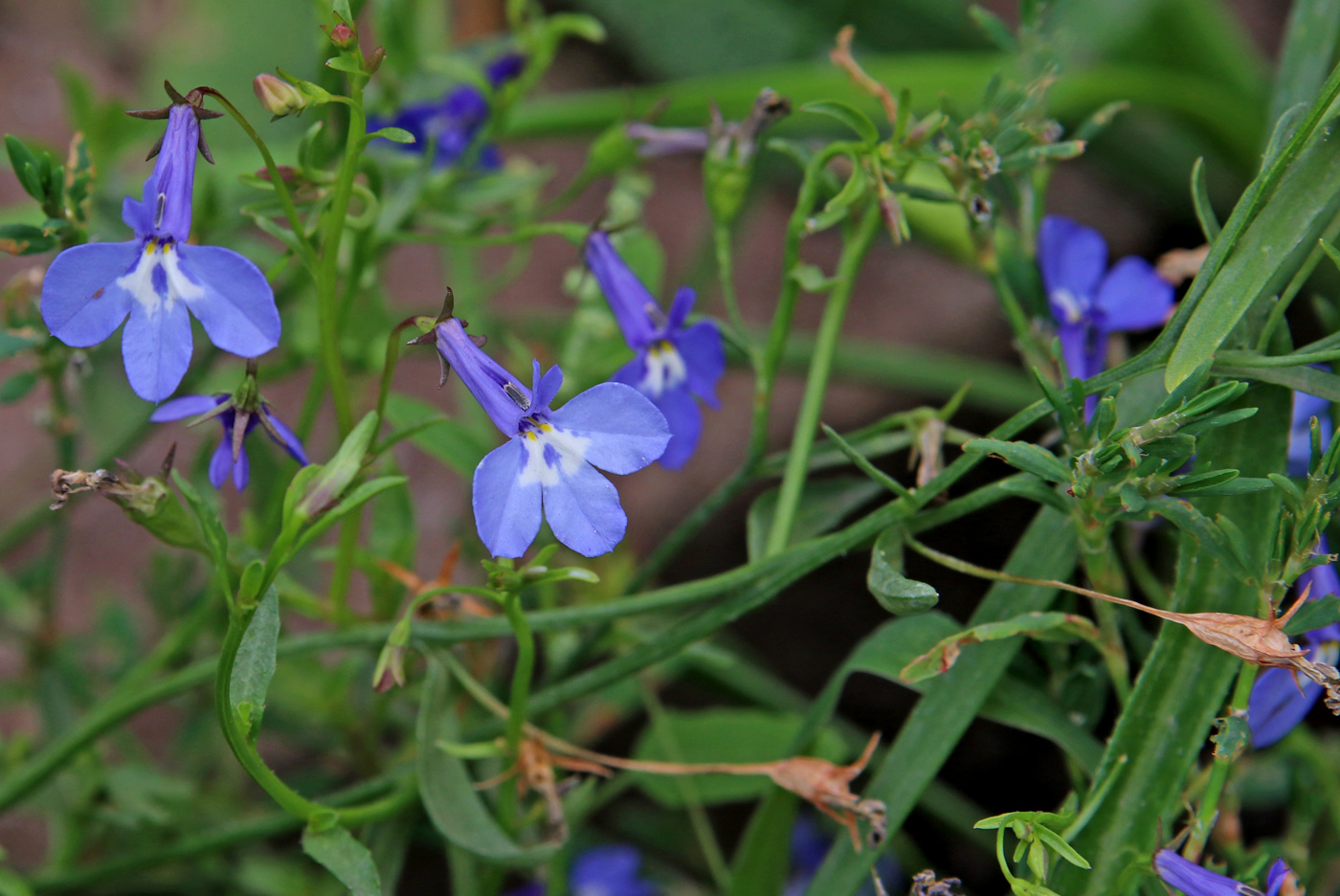 Image of Lobelia erinus specimen.