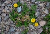 genus Potentilla. Цветущее растение с аномальными 6-лепестковыми цветками. Китай, пров. Ганьсу, хр. Циляньшань, дол. Матисы, ≈ 2600 м н.у.м., каменистый склон. 05.06.2025.