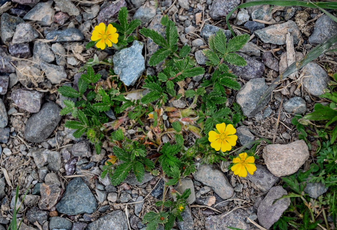 Изображение особи Potentilla griffithii.