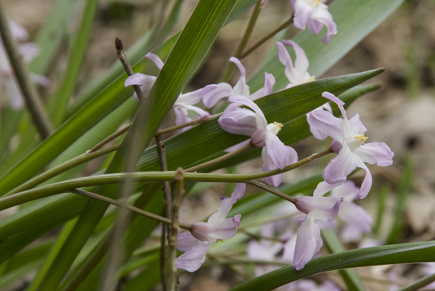 Изображение особи Chionodoxa luciliae.
