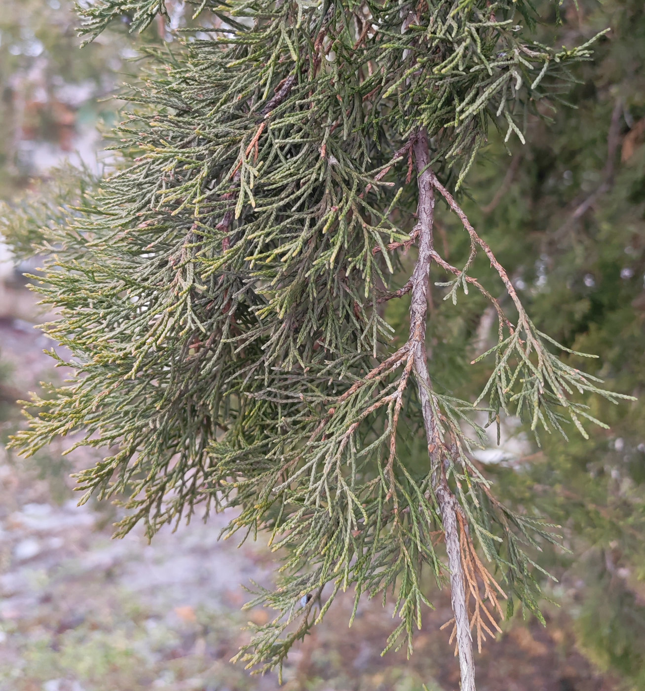 Изображение особи Juniperus virginiana.