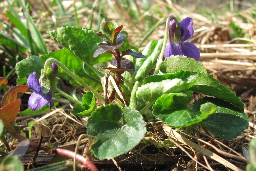 Изображение особи Viola &times; vindobonensis.