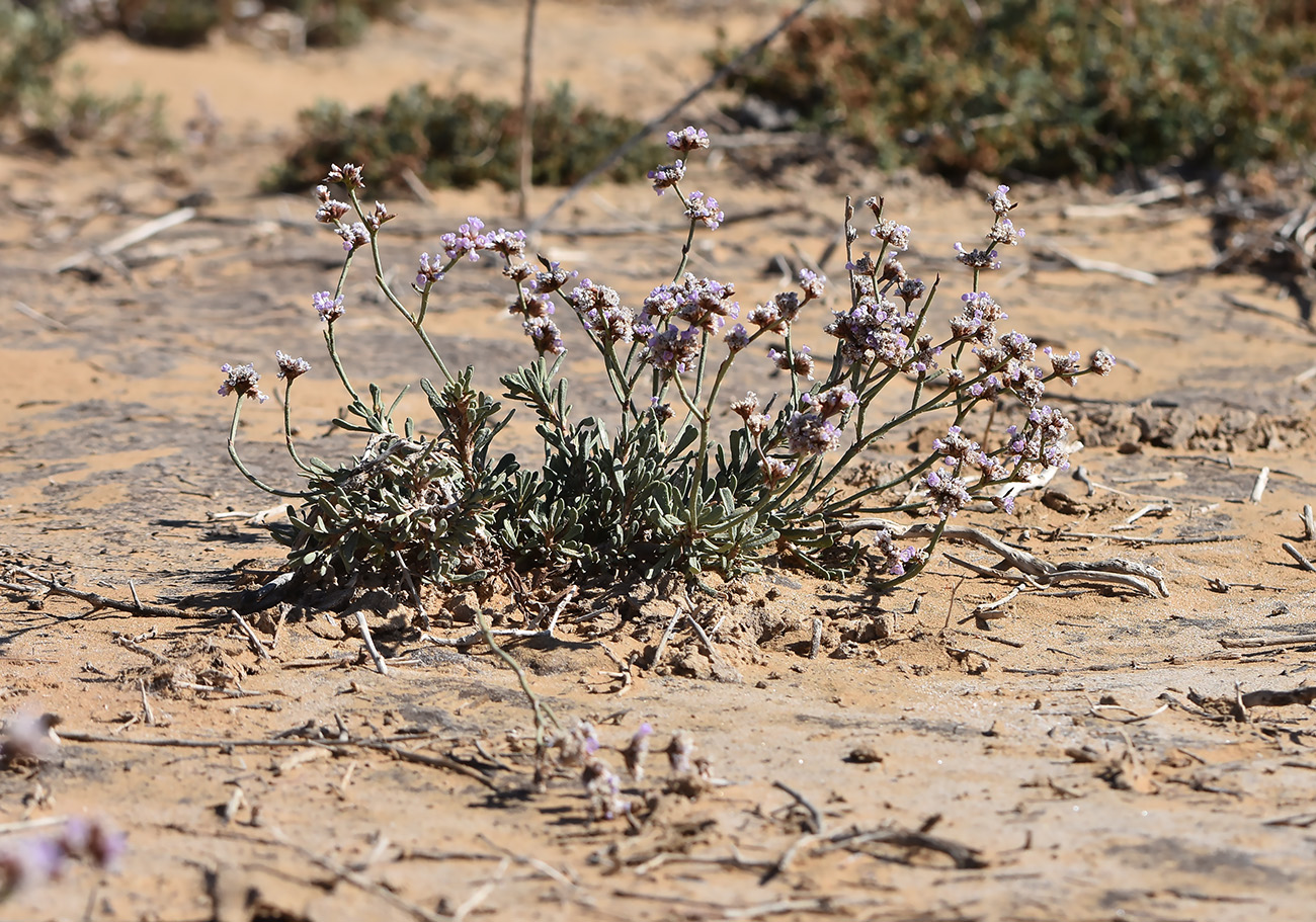 Image of Limonium suffruticosum specimen.