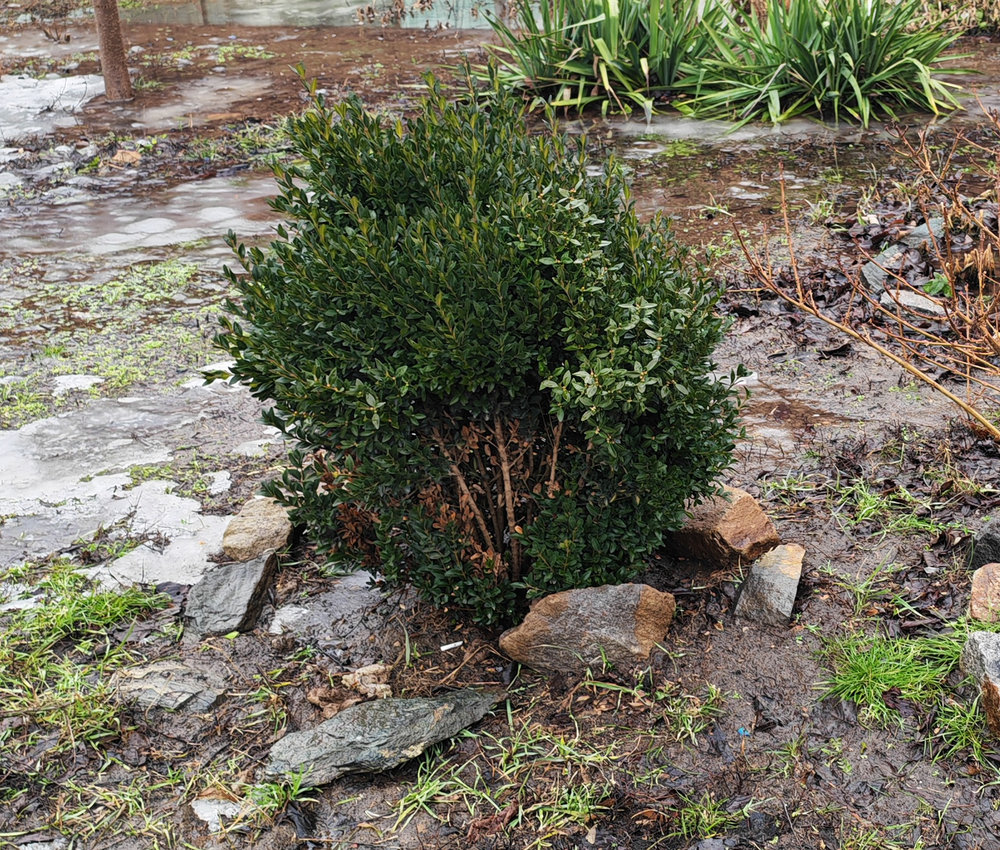 Image of Buxus sempervirens specimen.