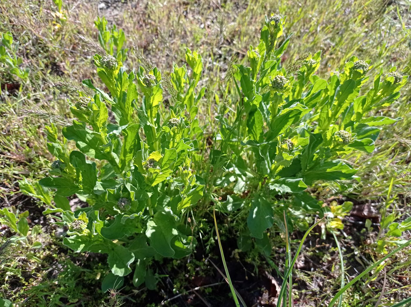 Image of Cardaria draba specimen.