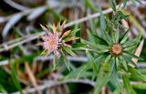 Carlina salicifolia