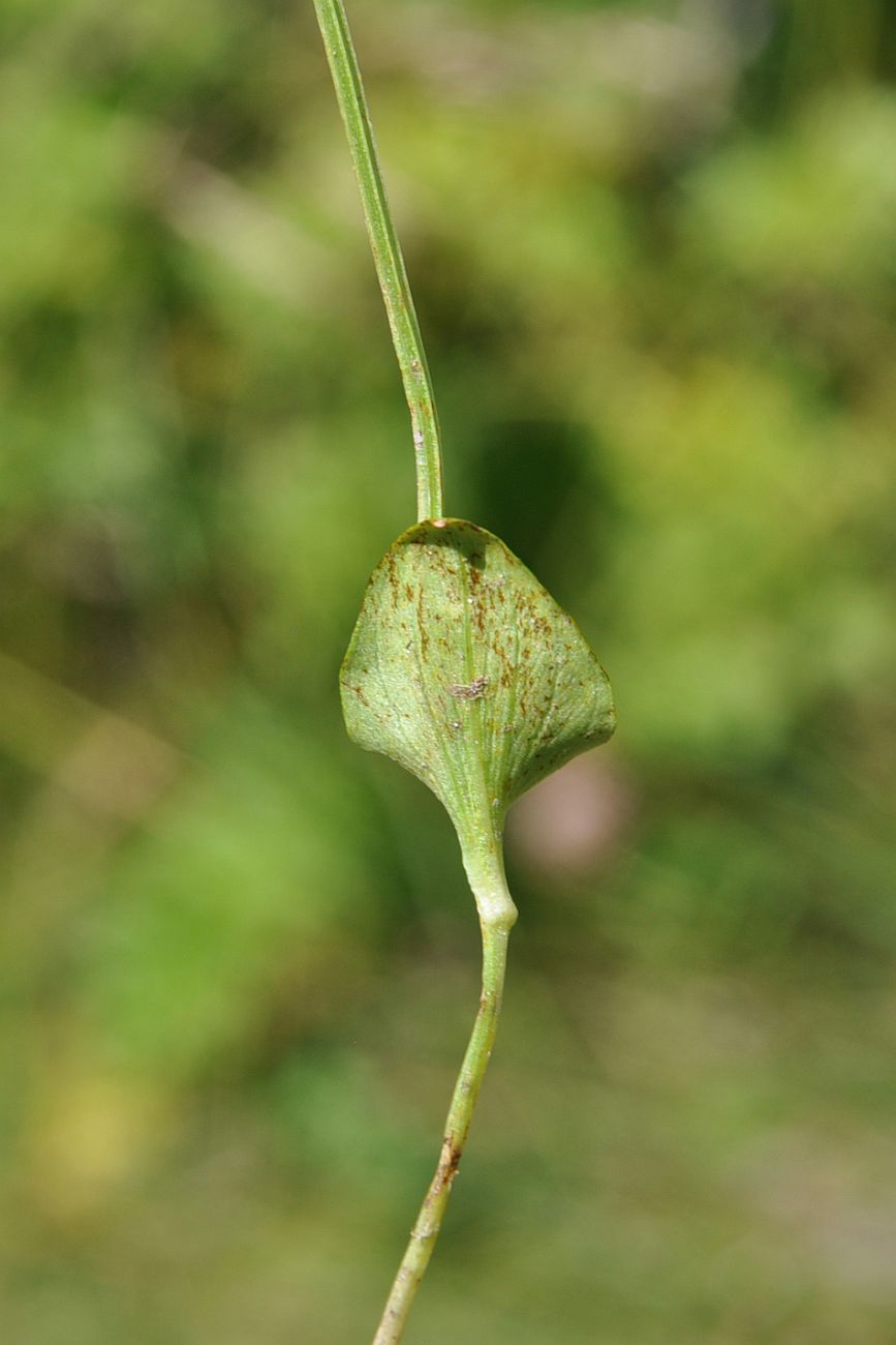Image of Parnassia palustris specimen.