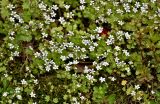 Saxifraga granulifera. Цветущие растения. Китай, пров. Шэньси, национальный парк \"Хуашань\", ≈ 2000 м н.у.м., опушка смешанного леса. 02.06.2025.