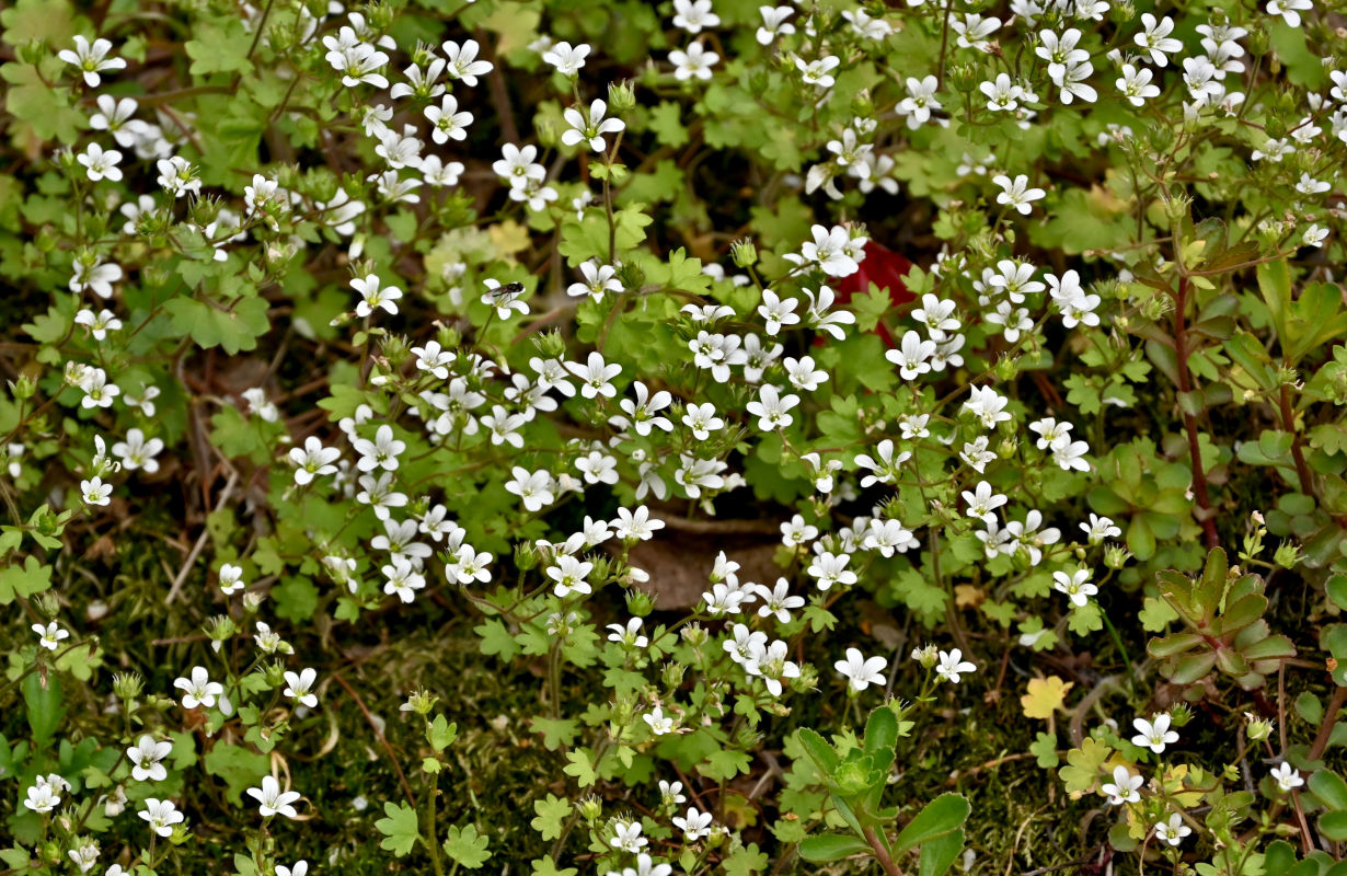 Изображение особи Saxifraga granulifera.