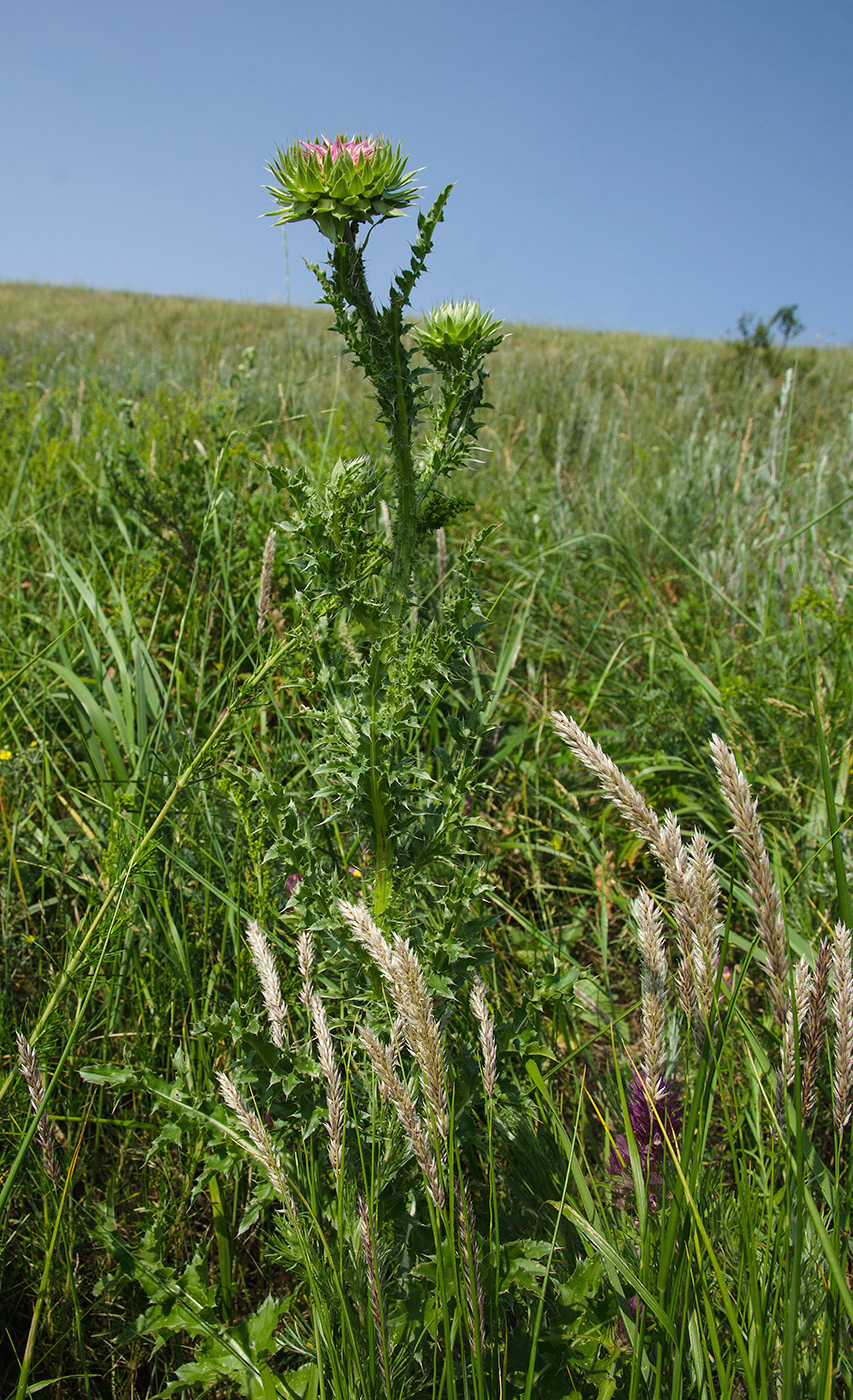 Image of genus Carduus specimen.