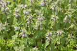 Lamium barbatum