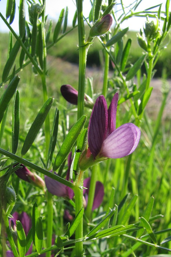 Image of Vicia peregrina specimen.