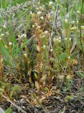 Saxifraga tridactylites. Цветущие растения. Ростовская обл., Октябрьский р-н, дол. р. Аюта, окр. хут. Красный, правый коренной берег пруда Терновый Яр, степь. 18.04.2026.